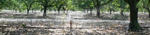 Microirrigation system on a citrus grove