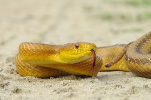 Rat Snake