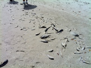 Naples Fish Kill Florida Seagrant